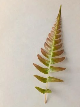Fern leaf on a beige paper background Stock Photos