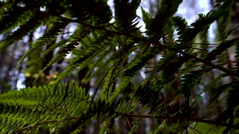 Fern leaf from below with camera movement, close-up. Sunlight illumination. Stock Footage 139679678