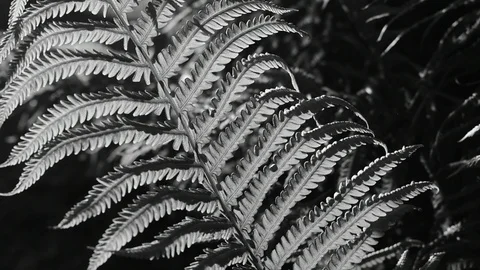 Fern leaf, black and white Stock Footage 110834617