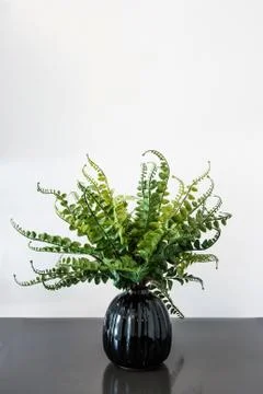 Fern leaf in black ceramic vese on the glossy black floor Фото