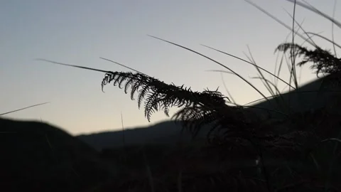 Fern Leaf Blowing in the Wind at Dawn Video stock 156188490