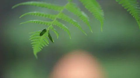 Fern leaf with a blurry background Stock Footage 259794027
