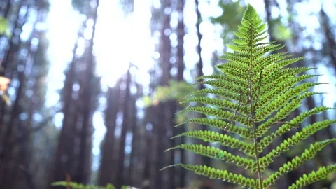 Fern leaf with camera movement, close-up. Sunlight illumination. Selective focus Stock Footage 144431050