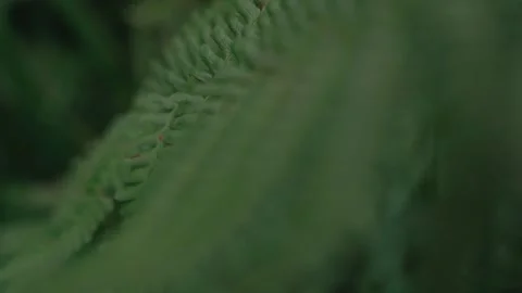 Fern leaf close up change of focus Stock Footage 148281123