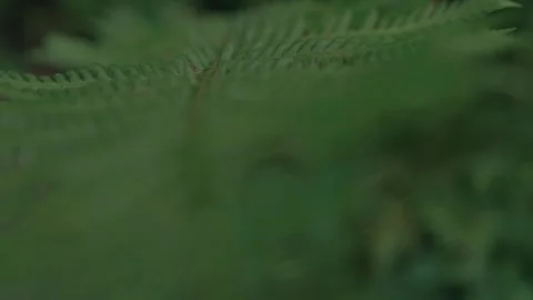 Fern leaf close up change of focus Stock-Footage 148281155