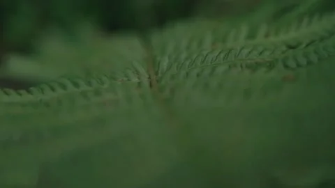 Fern leaf close up change of focus Stock-Footage 148281193