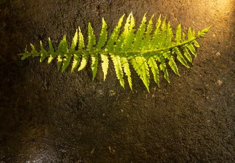 Fern leaf close up on concrete background Stock Photos