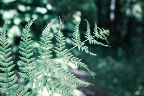 Fern leaf close up on forest background Stock Illustration