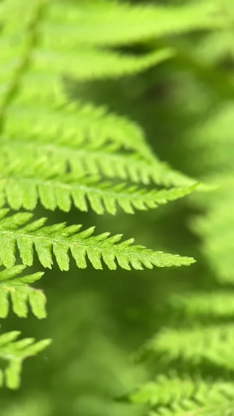 Fern leaf, close up, forest plants Stock Footage 246590685