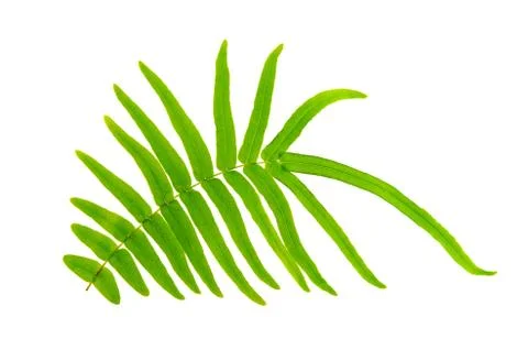 Fern leaf close up Stock Photos