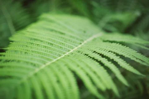 Fern leaf close up, selective focus Stock-Fotos