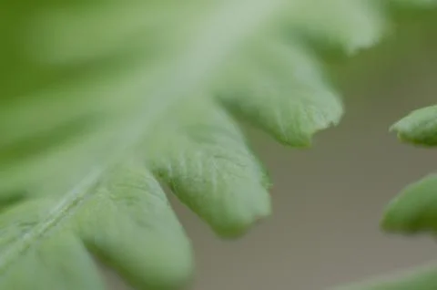Fern leaf close up with selective focus. Stock Photos
