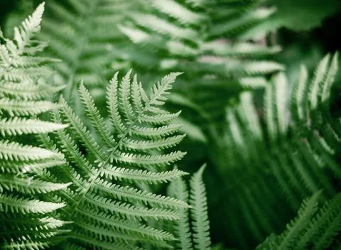 Fern leaf close up with selective focus. Natural background from fern leaves. Stock Photos