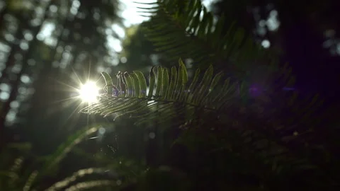 Fern leaf close up in sunlight flare 스톡 동영상 139341049