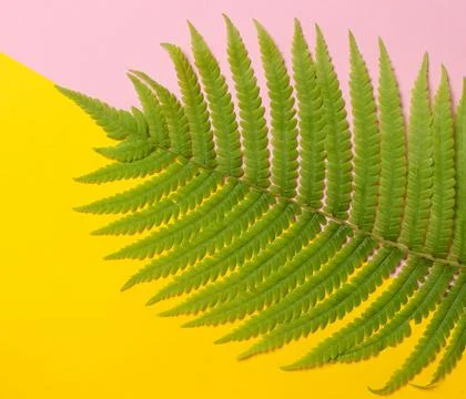 Fern leaf on a colored pastel background. top view, minimalism. Stock Photos