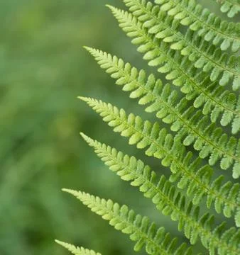 Fern leaf detail Stock Photos