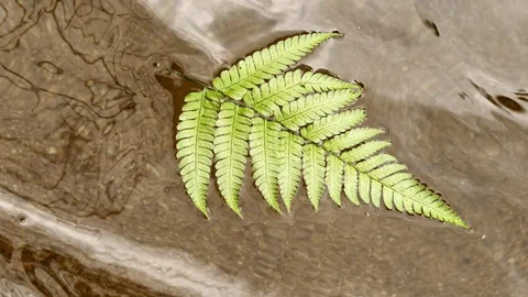 Fern leaf drifting Video stock 93394320