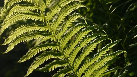 Fern leaf Stock Footage 110834674