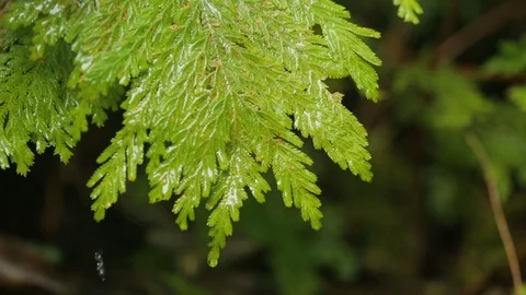 Fern Leaf Stock Footage 122863780
