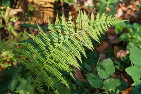Fern leaf in a forest in autumn. Stock Photos