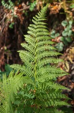 Fern leaf in a forest in autumn. Stock Photos