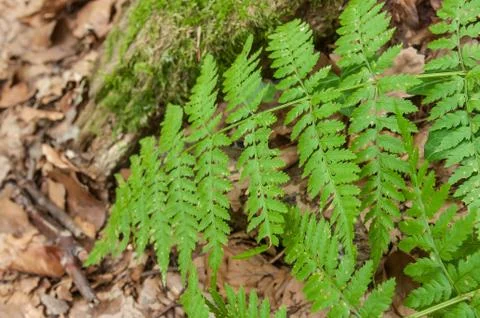 Fern leaf in the forest in autumn Stock Photos