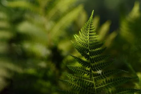Fern leaf in the forest backlit by the rays of the morning sun. Stock Photos
