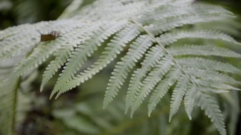 Fern leaf in the forest Stock Footage 94202838