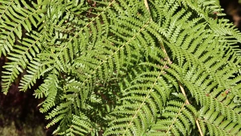 Fern leaf in the forest Stock Footage 306040362