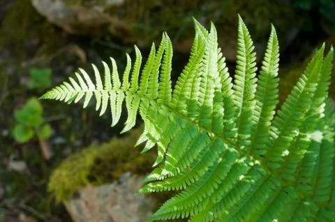 Fern leaf in a forest Stock Photos
