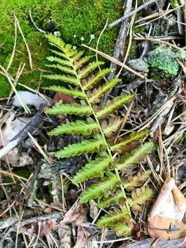Fern leaf in the forest. Stock Photos