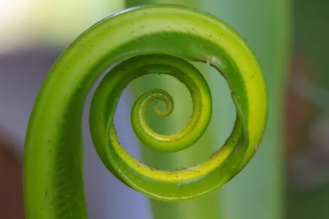 Fern leaf in Forest Stock Photos