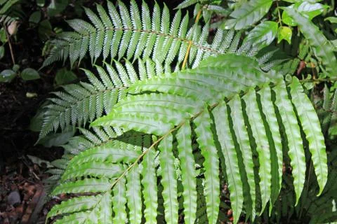 Fern-leaf in a forest Stock Photos