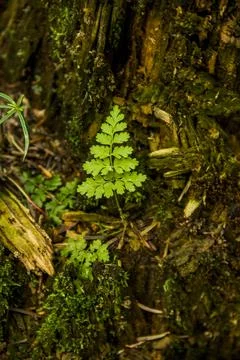 A fern leaf in the forest Stock Photos