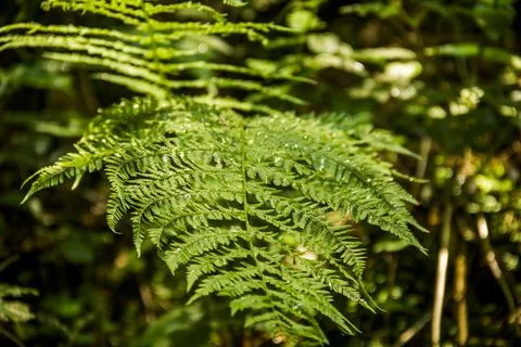 A fern leaf in the forest Stock Photos