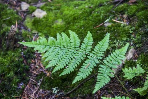 A fern leaf in the forest Stock Photos