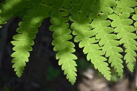 A fern leaf in the forest Stock Photos