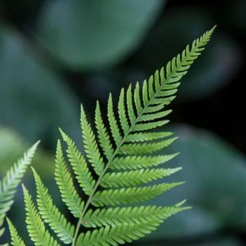 Fern leaf in the garden Stock Photos