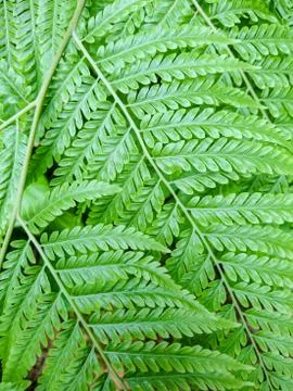 Fern leaf in the garden Stock Photos