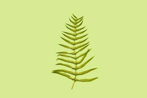 Fern leaf on a green background with copy space Foto stock