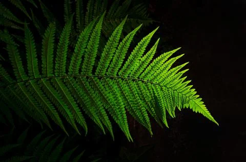 Fern leaf. Green leaf. Stock Photos