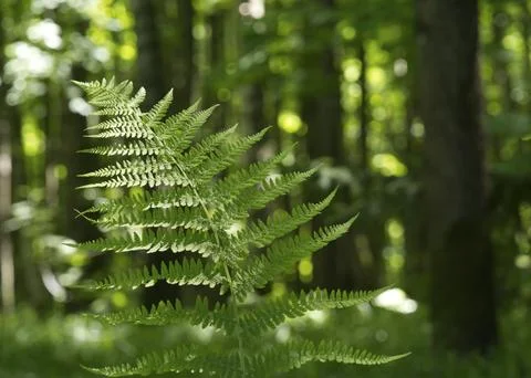 Fern Leaf growth wild in the forest Stock Photos