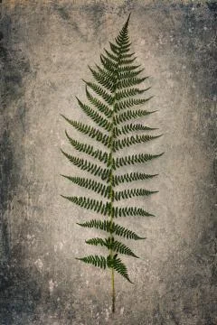 Fern leaf on grunge background Stock Photos