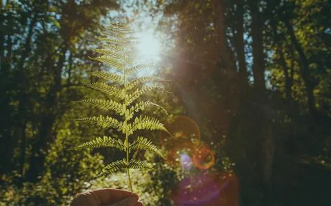 Fern leaf in hands on forest background Stock Photos
