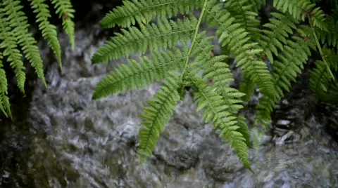 A fern leaf hangs over a creek. Stock Footage 550766