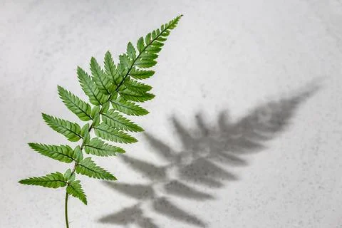 Fern leaf with hursh shadow on grey background Stock Photos