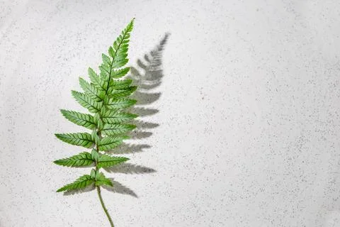 Fern leaf with hursh shadow on grey background Stock Photos