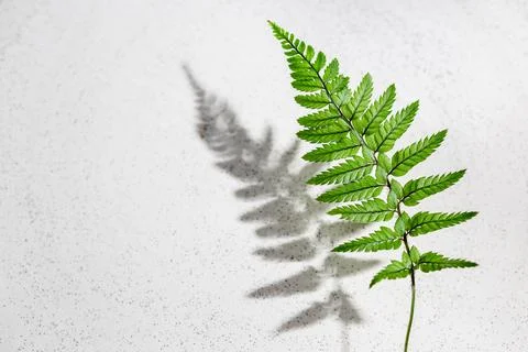 Fern leaf with hursh shadow on grey background Stock Photos