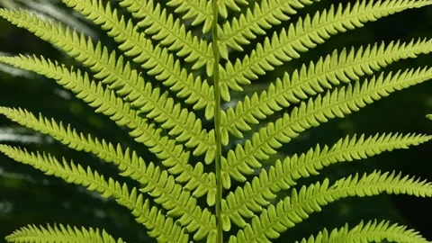 Fern leaf illuminated by sunlight. Green foliage, botanical detail, Stock Footage 336298721