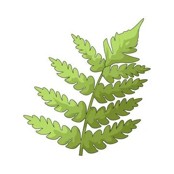 Fern leaf illustration イラスト素材